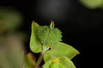 Warty spurge